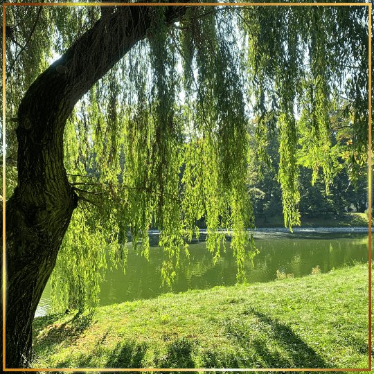 Vis medicatrix naturae – Lecznicza siła natury w&nbsp;ujęciu naturopatii